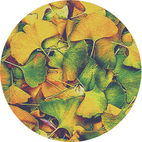 86635 Ginko - Rosco Colour Glass Gobo