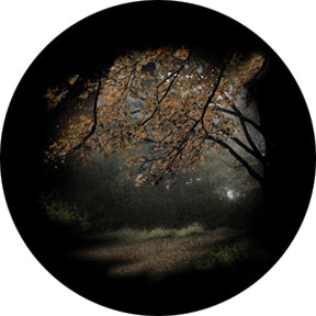 86703 Autumn Glade - Rosco Colour Glass Gobo