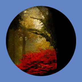 P6851 Trees & Foliage 6851 - Rosco Plastic Gobo