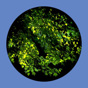 P6853 Trees & Foliage 6853 - Rosco Plastic Gobo
