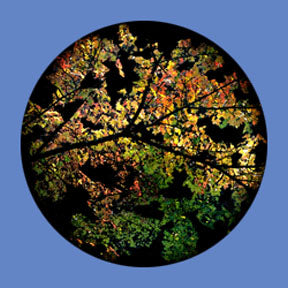 P6855 Trees & Foliage 6855 - Rosco Plastic Gobo