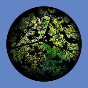 P6856 Trees & Foliage 6856 - Rosco Plastic Gobo