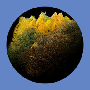 P6861 Trees & Foliage 6861 - Rosco Plastic Gobo