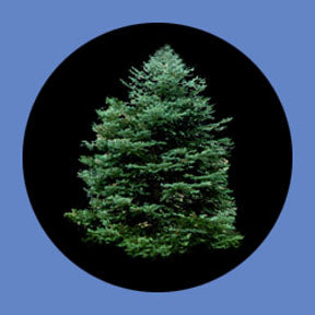 P6865 Trees & Foliage 6865 - Rosco Plastic Gobo
