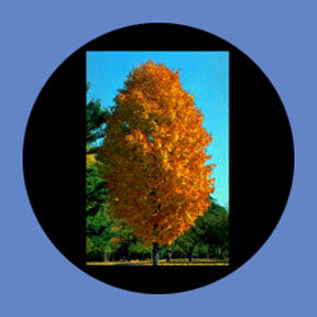 P6866 Trees & Foliage 6866 - Rosco Plastic Gobo
