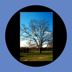 P6867 Trees & Foliage 6867 - Rosco Plastic Gobo