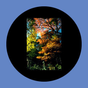 P6868 Trees & Foliage 6868 - Rosco Plastic Gobo