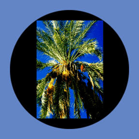P6877 Trees & Foliage 6877 - Rosco Plastic Gobo
