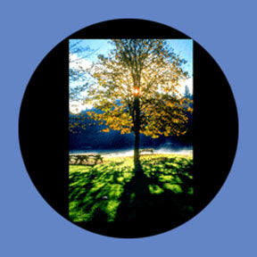 P6882 Trees & Foliage 6882 - Rosco Plastic Gobo