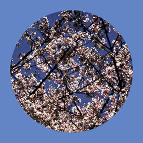 P6884 Trees & Foliage 6884 - Rosco Plastic Gobo