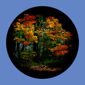 P6902 Trees & Foliage 6902 - Rosco Plastic Gobo