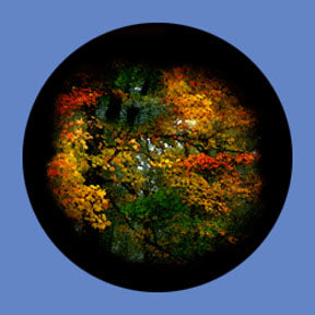 P6903 Trees & Foliage 6903 - Rosco Plastic Gobo