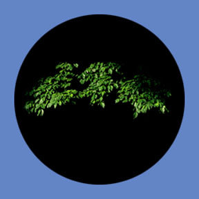 P6913 Trees & Foliage 6913 - Rosco Plastic Gobo