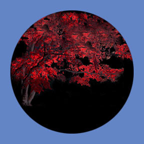 P6914 Trees & Foliage 6914 - Rosco Plastic Gobo