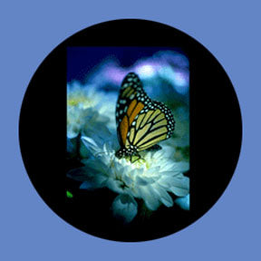 P8850 Wildlife 8850 - Rosco Plastic Gobo