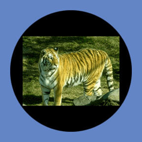 P8852 Wildlife 8852 - Rosco Plastic Gobo