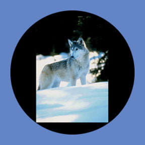 P8853 Wildlife 8853 - Rosco Plastic Gobo