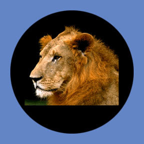 P8857 Wildlife 8857 - Rosco Plastic Gobo