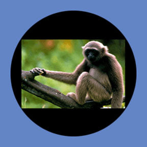 P8858 Wildlife 8858 - Rosco Plastic Gobo