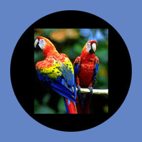 P8859 Wildlife 8859 - Rosco Plastic Gobo
