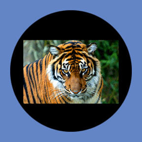 P8860 Wildlife 8860 - Rosco Plastic Gobo